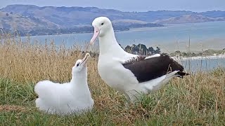 Male Royal Albatross Returns After Two-Week Foraging Trip To Feed Nestling | DOC | Cornell Lab