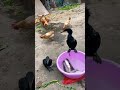 Cormorant Eats The Whole Fish Shorts