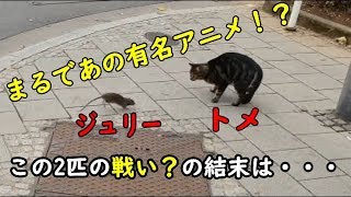 【猫　面白い　かわいい】あの有名アニメを再現してみた！　トメとジュリー!?