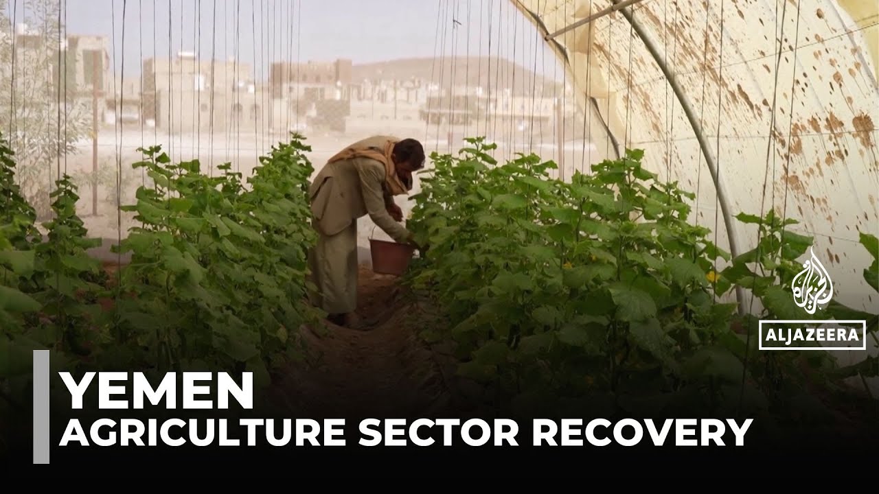 Yemen's agricultural revival: Conflict and sanctions bring more workers to sector