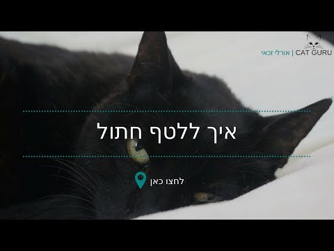 סרטון הסבר: מתי ואיך כדאי ללטף את החתולים שלכם?