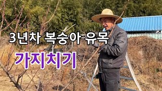 복숭아 유목 3년차 가지치기 및 주지 부주지 이렇게 해야 균형있게 잘큽니다