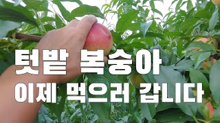 텃밭 복숭아. 슬슬 먹어야할것 같음. 장마철 텃밭 점검. 머루포도. 참외. 토마토. 수박. 양배추 등등