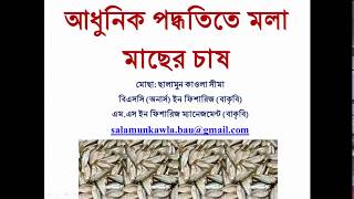 আধুনিক পদ্ধতিতে মলা মাছের চাষ [Mola fish culture]