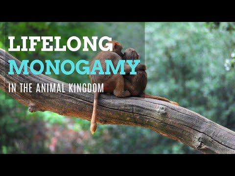 Monogamia per tutta la vita nel regno animale
