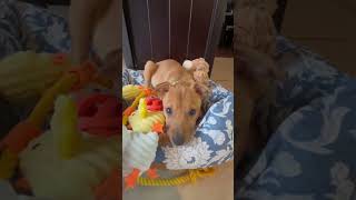 Video preview image #1 Chihuahua-Unknown Mix Puppy For Sale in Virginia Beach, VA, USA