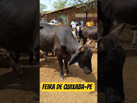 Feira de Gado de Quixaba-PE