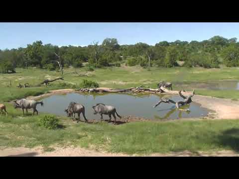 Djuma: Wildebeest herd with two young ones drink at pan - 14:59 - 01/22/19