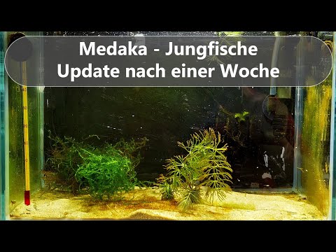 Ep. 24 - Zuchtversuch Medaka, Teil 5 - Update nach einer Woche