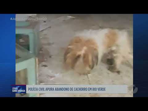 Polícia Civil apura abandono de cachorro em Rio Verde
