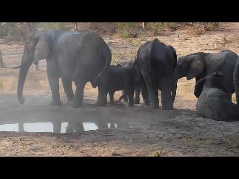 Djuma: Elephant herd comes to enjoy a drink and splashing good time - 16:22 - 10/09/19