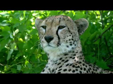 Lemala Ndutu