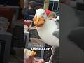 Why Feeding Seagulls Can Be Harmful