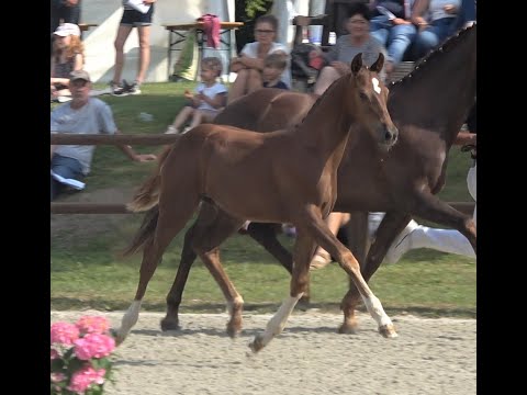 Vilancio - Fürst Romancier, Mecklenburger, Hengst, 03/2021