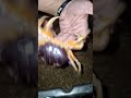 How To Handle Crabs