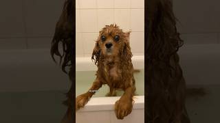 Köpeğimin banyo günüüü🚿🛁 #köpekvideol
