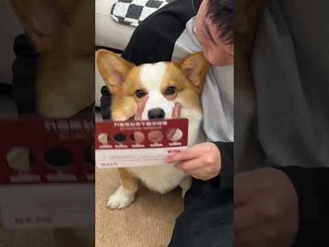 Test mũi của cẩu cẩu xem được mấy chó #thucung #genz #nuoicho #corgi #cutedog #chócon #pets