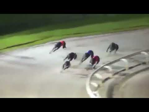 Headford Harry - Ladbrokes.com 264m OR Final