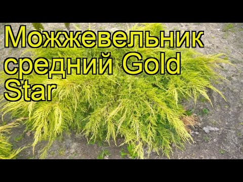 download lagu mp3 mp4 Juniperus X Pfitzeriana Gold Star, download lagu Juniperus X Pfitzeriana Gold Star gratis, unduh video klip Juniperus X Pfitzeriana Gold Star