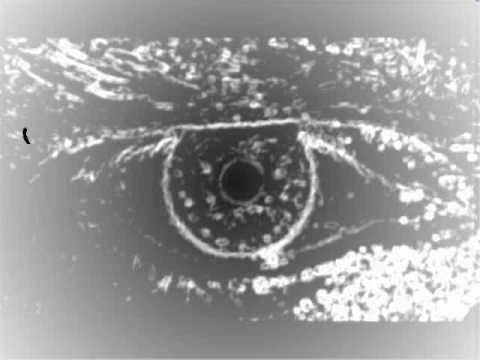 come on down    by jimson weed