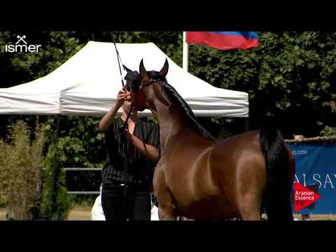 N.126 HANA - Strohen 2018 B Int