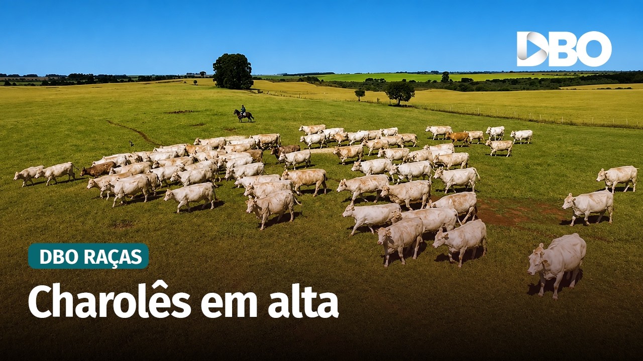 Charolês avança no Brasil e venda de sêmen pode quase dobrar em 2026