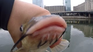 Winter Fishing for "Meowfish" (Philadelphia, PA)