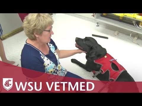 Passive Range of Motion Exercises on a Dog