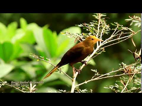 Russet-backed Oropendola - Villa Carmen Lodge.