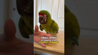 Small Steps Lead to BIG Outcomes in Parrot Training