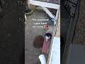 Cat Fight Round 2 Fight Catsofyoutube Gingercat Tuxedocat Fightclub Fightshorts Catitude