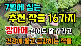 7월에 심는 추천작물 16가지 장마에 심어도 잘자라고 건강에 좋고 여름에 금값하는 작물 #7월에심는작물