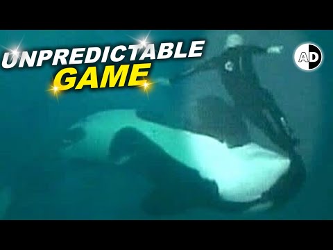 Orca Attacked Its Trainer