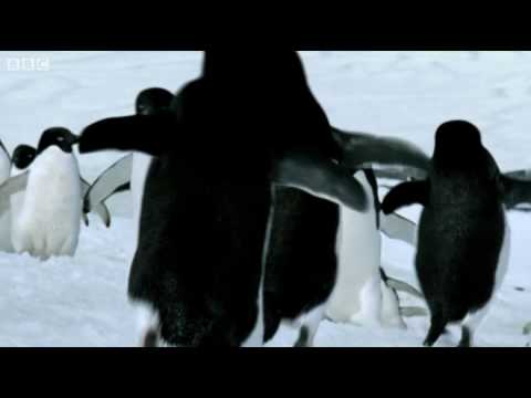 Flying Penguins - BBC thumnail