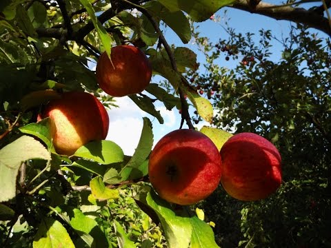 Seltsink bei der Behandlung von Prostatitis Prostatitis Behandlung von Bienenplage