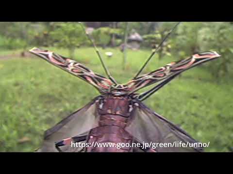 テナガカミキリの飛翔