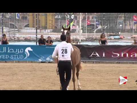 N.28 D NASHWA - Menton 2015 - Fillies 2 year old (Class 2A)
