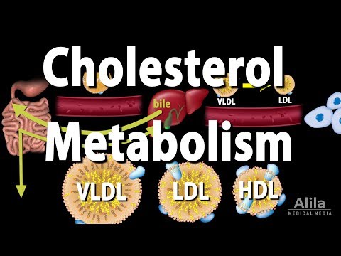 , title : 'Cholesterol Metabolism, LDL, HDL and other Lipoproteins, Animation