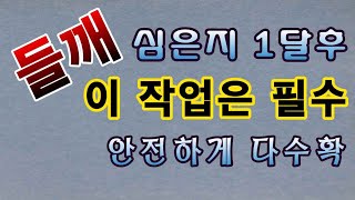 [텃밭농부. 1,179]  들깨 심고 1달 후. 해 줘야 하는 작업 #들깨재배