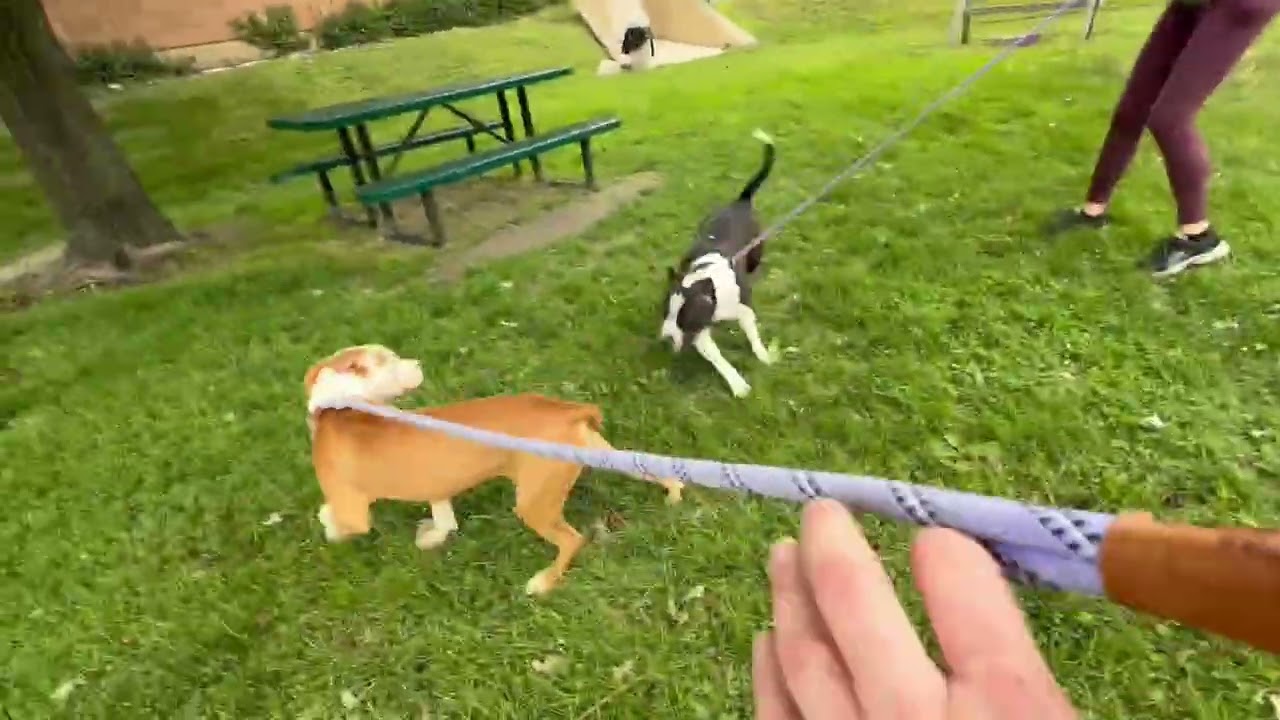 Seadragon's Leash Test