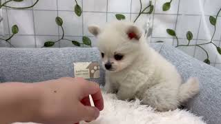 ハーフ犬の動画01