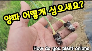양파농사 어떻게 준비하세요?How do you plant onions
