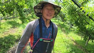 하동 복숭아 다수확 비료량 엽면시비 설탕 맹물시비 색내기 당도 저장양분 단풍 내년농사 동해방지 유막코팅 황금…
