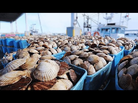 Modern Scallop Fishing Vessel - Tons of Scallop Processing in Modern Factory