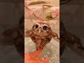 The man accidentally fed a small bird that often perched on the window #owl #babyowl #short