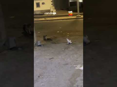 Ratos protagonizam briga enquanto gatos só assistem