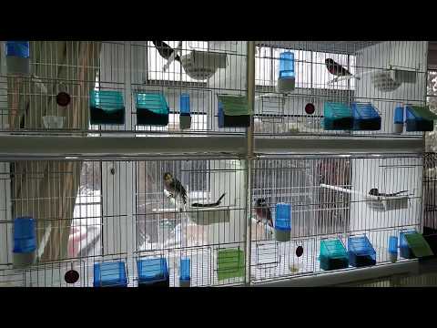 Canary breeding season 2018 started, with most of the pairs on the eggs,, good luck everyone 😊