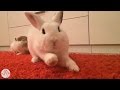 Bunny Yawns | The Dodo