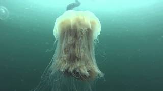 Lion&#39;s Mane Jellyfish