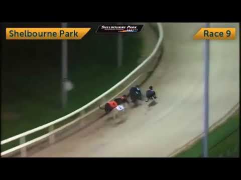 DROOPYS CURIO   The Oran Kennels Puppy Oaks 525 Final